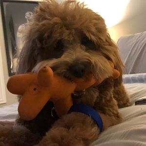 Meet your Posher, Diegoandsophia